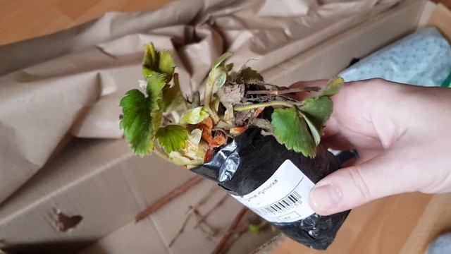 РАСПАКОВКА ? посылки от БЕККЕР. ?Земляника, ?виноград, ?малиновое дерево Таруса? смотреть онлайн