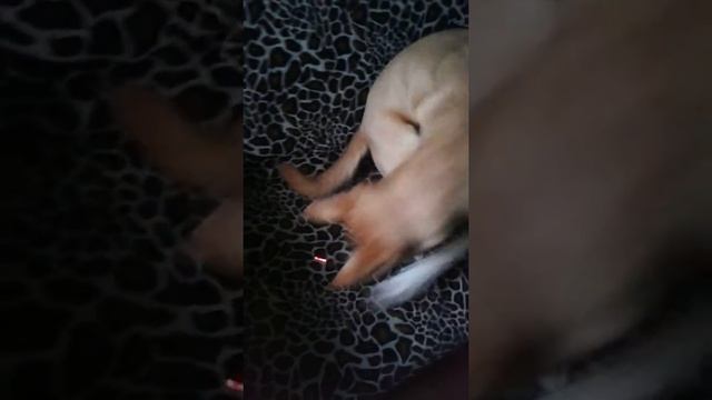 Семейство собачьих не хуже кошачих смотреть онлайн