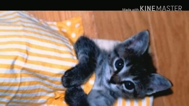 Няшный фон смотреть онлайн