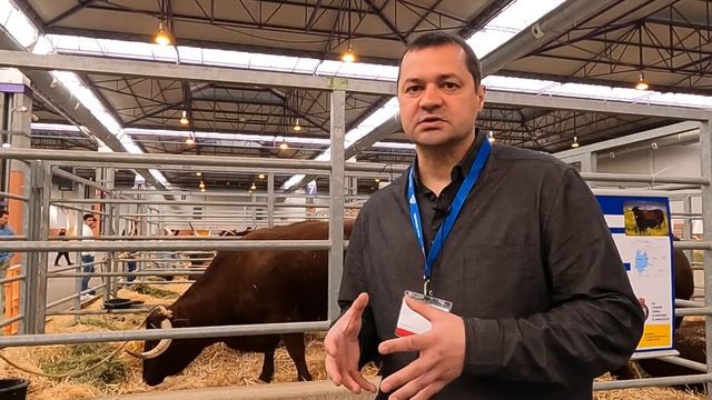Об испанских породах мясного крупного рогатого скота смотреть онлайн