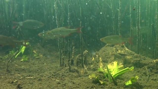 НЕИЗВЕСТНАЯ БЕЛАРУСЬ. УНИКАЛЬНЫЕ КАДРЫ. UNKNOWN BELARUS. Underwater Belarus Nature смотреть онлайн