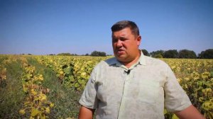 Отечественное семеноводство (Гибрид подсолнечника ЮВС-3)