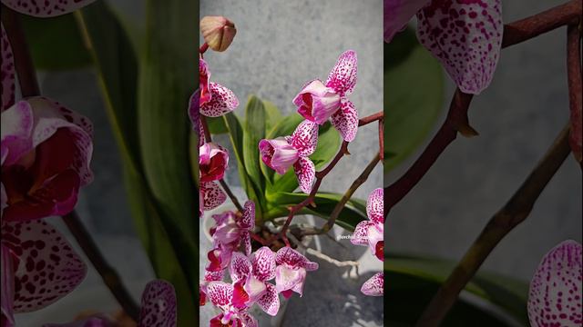 Phal. Formosa cranberry peloric 🌷 Домашнее цветение миниатюрной орхидеи фаленопсис Формоза Крэнберр смотреть онлайн