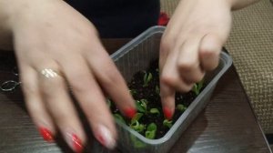 Гортензия из почки до саженца за 2 месяца