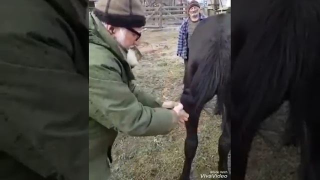 Как карачаевцы завязывают хвост лошади смотреть онлайн