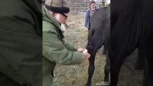 Как карачаевцы завязывают хвост лошади