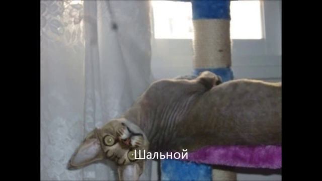 Devon Rex - мой волшебный кот Форест смотреть онлайн