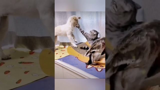 Утка ? в доме - это зло!! ??? bayoun.ru #утки #коты #собаки #приколы #животные смотреть онлайн