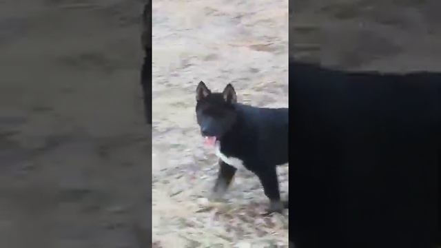 ВСЛ Петра Дерюга... 