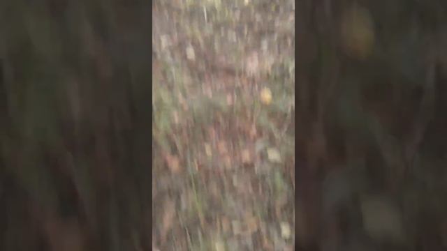 Вызов духов,лазари смотреть онлайн
