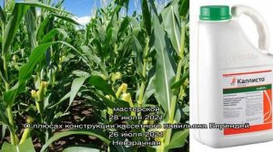 Правила применения при выращивании кукурузы препарата Каллисто