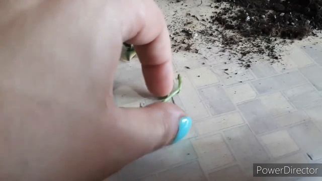 Обзор посылки с голландскими растениями из совместной закупки смотреть онлайн