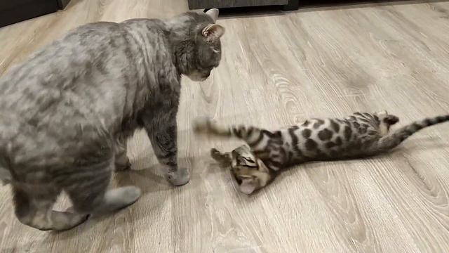 Бенгальский котёнок, атакует взрослого кота. смотреть онлайн