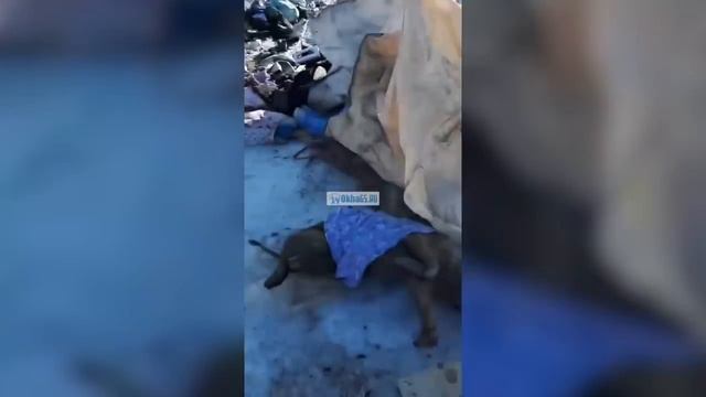 На тунгорской свалке нашли мертвых животных смотреть онлайн