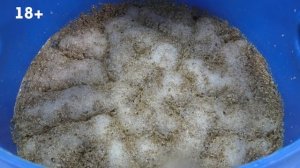 Виски из гречки какой вы еще не пробовали! В автоклаве на двойном солоде! Не Эдду, но  кто знает...