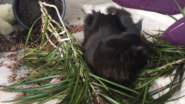 Драцена первая напала, а меня воспитывают. Connor 5,5 месяцев смотреть онлайн