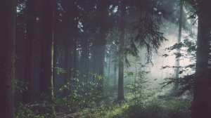 Шум листвы | Шорох деревьев | Звуки леса 10 часов | Лес и тишина | Белый шум для сна ребенка