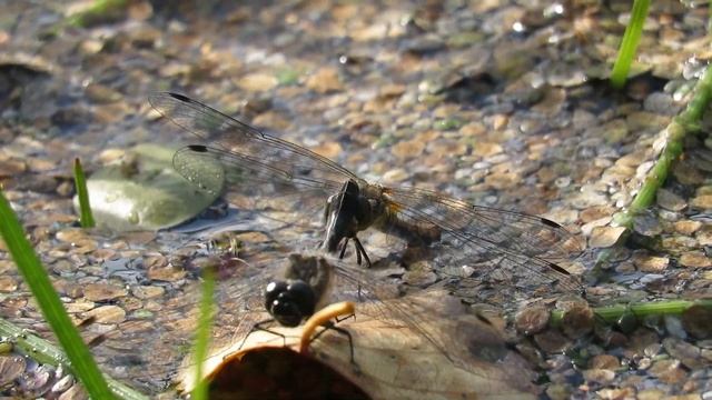 Как стрекоза откладывает яйца в воду смотреть онлайн