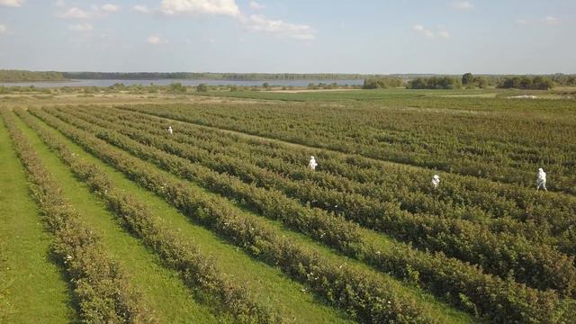 Сбор малины смотреть онлайн