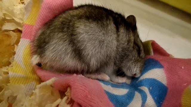 Беременная хомячиха (джунгарик) спит. Hamster смотреть онлайн