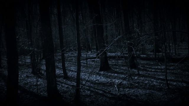Звуки Ночного леса. RELAX VIDEOS для хорошего сна.Sounds of the Night forest. смотреть онлайн
