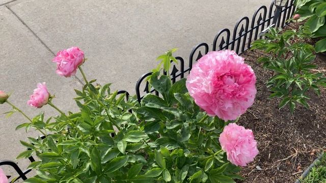 2021 Bloom Season - Pink Cotton Candy (Reath, D.L., 2000) смотреть онлайн