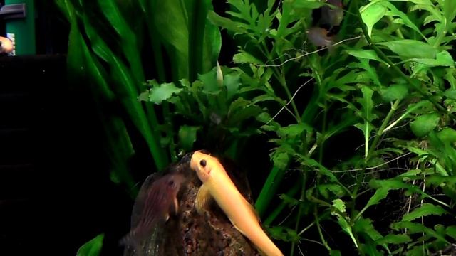 Бутон Bucephalandra spec. 'Wavy Leaf' смотреть онлайн