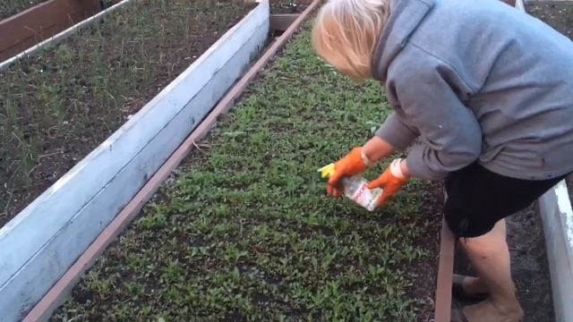 #Прополка МОРКОВИ #КЕРАСИНОМ. Керосин от #Сорняков