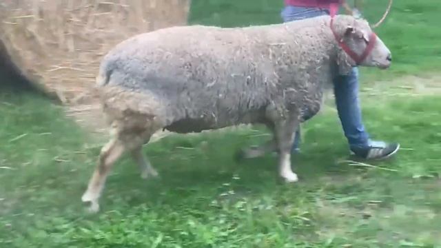 Разведение овец породы Шароле как бизнес! Британские племенные овцы! Купить овец Шароле в России! смотреть онлайн