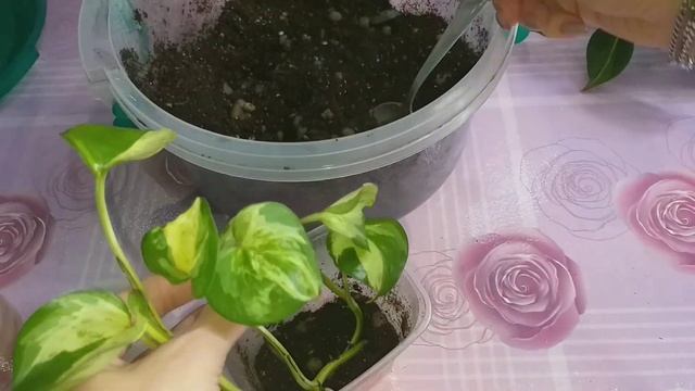 Цветочные новости?Обзоры?Пересадка?Детки замиокулькасов?Филодендрон?Сциндапсус?Толстянки?Тилландсии смотреть онлайн