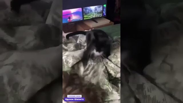 А говорили что все котики - няшки)