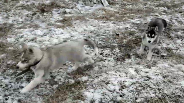 Лекси,Шерри,Софи смотреть онлайн