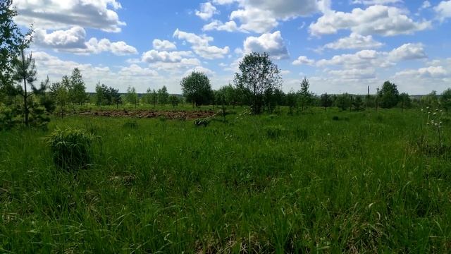 Пипа женится?! смотреть онлайн