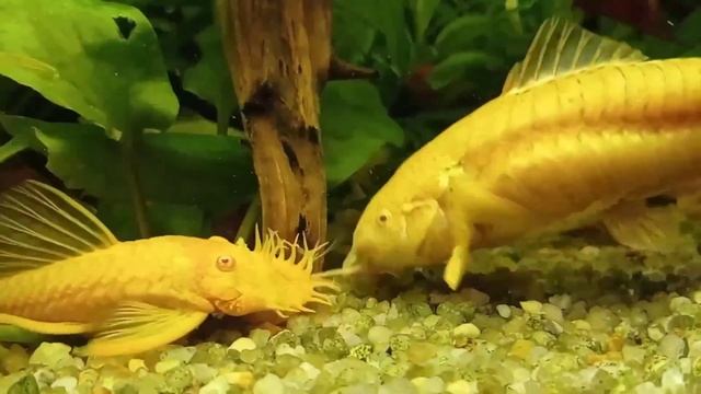 Покормим рыбок: крапива и вымоченный сухой корм смотреть онлайн