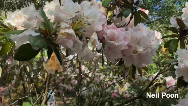 Rhododendron ’KAEMPFERI X TiT WILLOW - Pamela Miles | लालि गुरास् - Series 17 смотреть онлайн