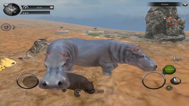 Wild Animals Online - Group Of Hippopotamus - Android/iOS - Gameplay Episode 16