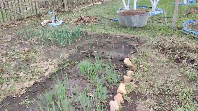 Лук и чеснок как на дрожжах! Первый урожай! Дачные работы в апреле. Классная дача. смотреть онлайн