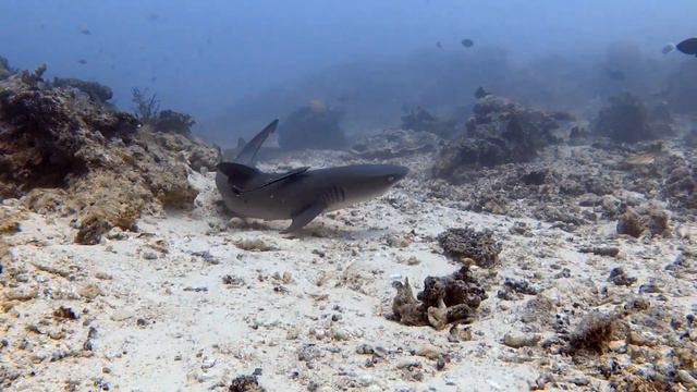 DIVING SAFARI BORNEO - SIPADAN
