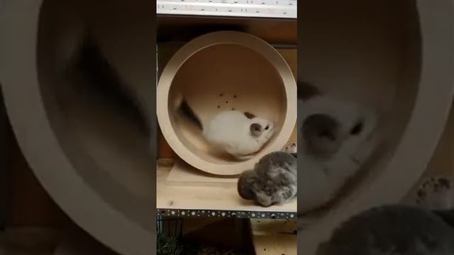 Видеоотзыв: беговое Колесо для шиншилл смотреть онлайн