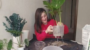 Пересадка растений в минеральный грунт на фитиль.