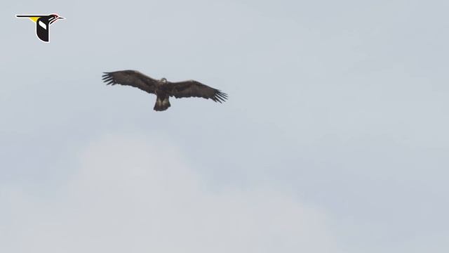 Golden Eagle in a Hunting Stoop смотреть онлайн