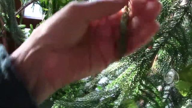 Комнатные растения. Араукария. смотреть онлайн