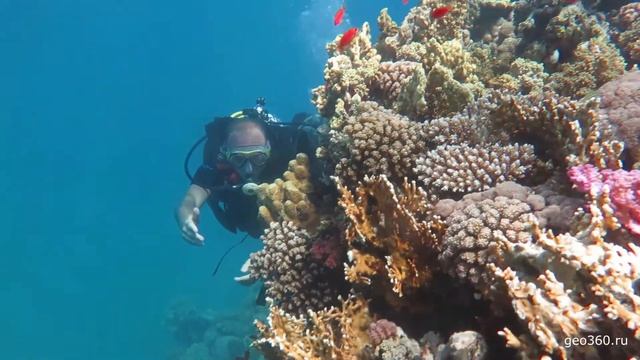 Дайвинг в Египте. Где поплавать с аквалангом и сколько стоит смотреть онлайн