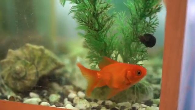 Поздравление С Днём Матери от Курсантов Военного факультета. смотреть онлайн