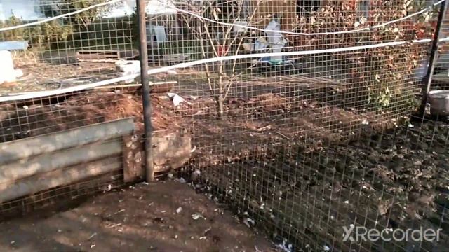 Надо ли пропаивать птицу на зиму. смотреть онлайн