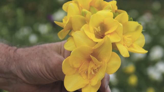 Meet the breeders behind our Freesia - Holland & Skyline Flower Growers смотреть онлайн