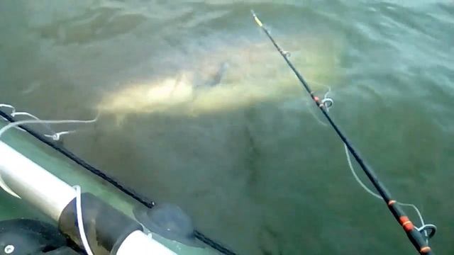 Сом на квок на Сурском водохранилище смотреть онлайн