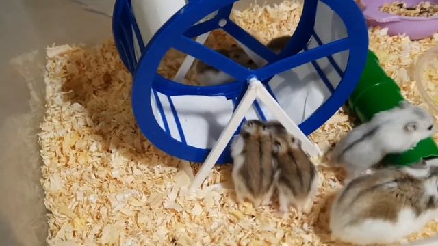 Хомяки дерутся/ Джунгарики/Хомяки играют/Hamster смотреть онлайн