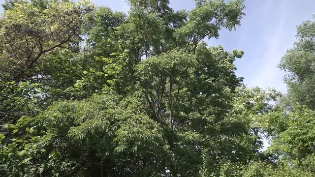 Дендрологический сад имени С.Ф. Харитонова смотреть онлайн