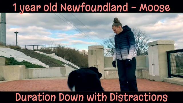 Providence/Bakersfield Dog Trainers | Newfoundland Moose | Best Trainers in RI смотреть онлайн